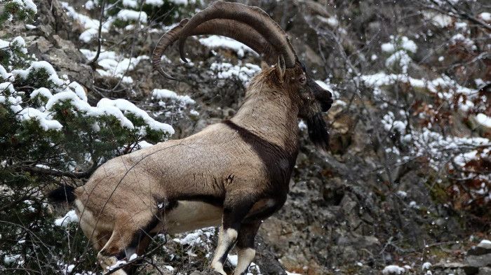 Yaban keçisi avlayan kişiye 613 bin 980 lira ceza