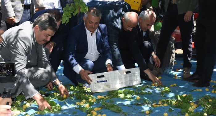Malatya'da kent protokolü kayısı hasadına katıldı