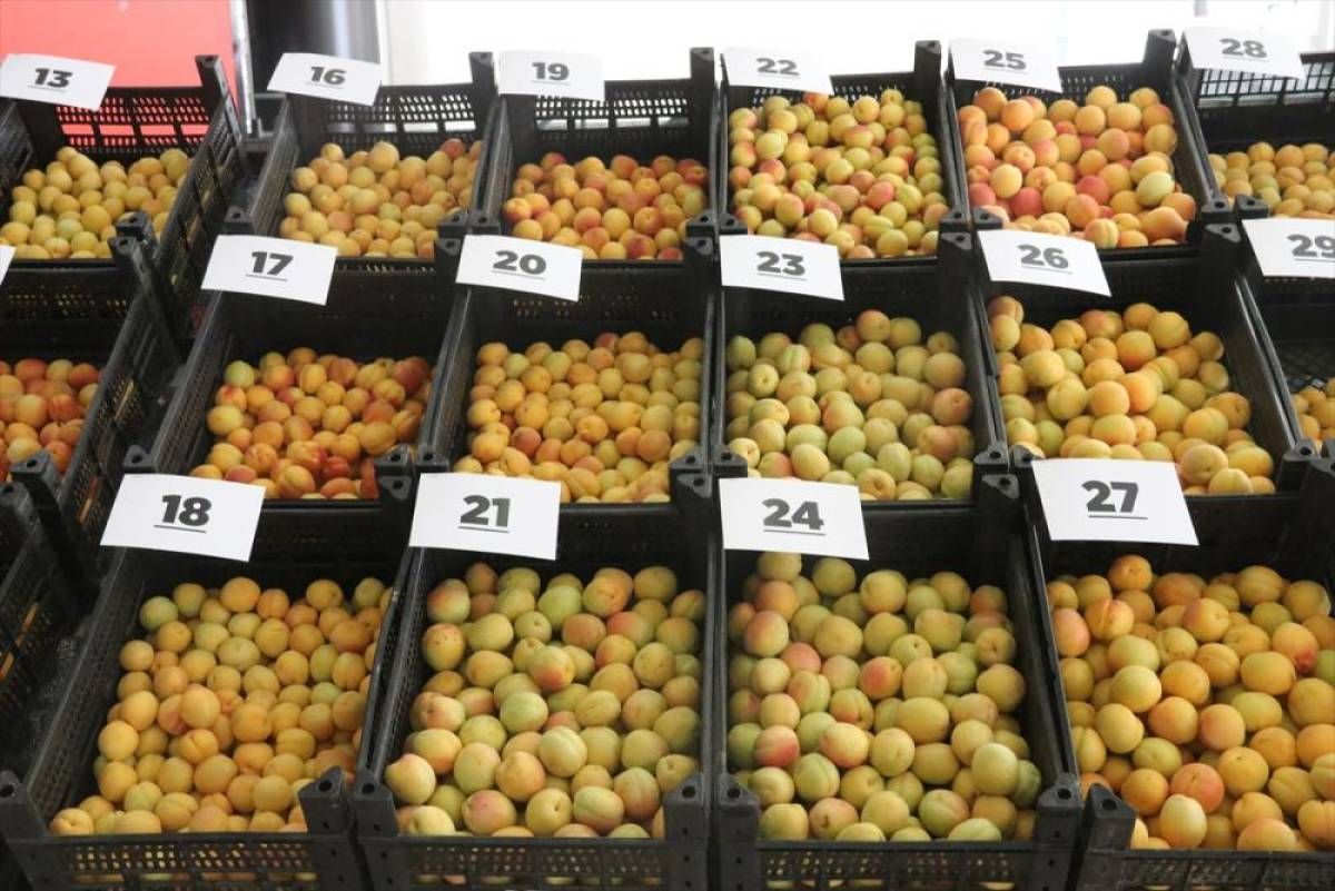 Malatya'da "En İyi Yaş Kayısı Yarışması" yapıldı