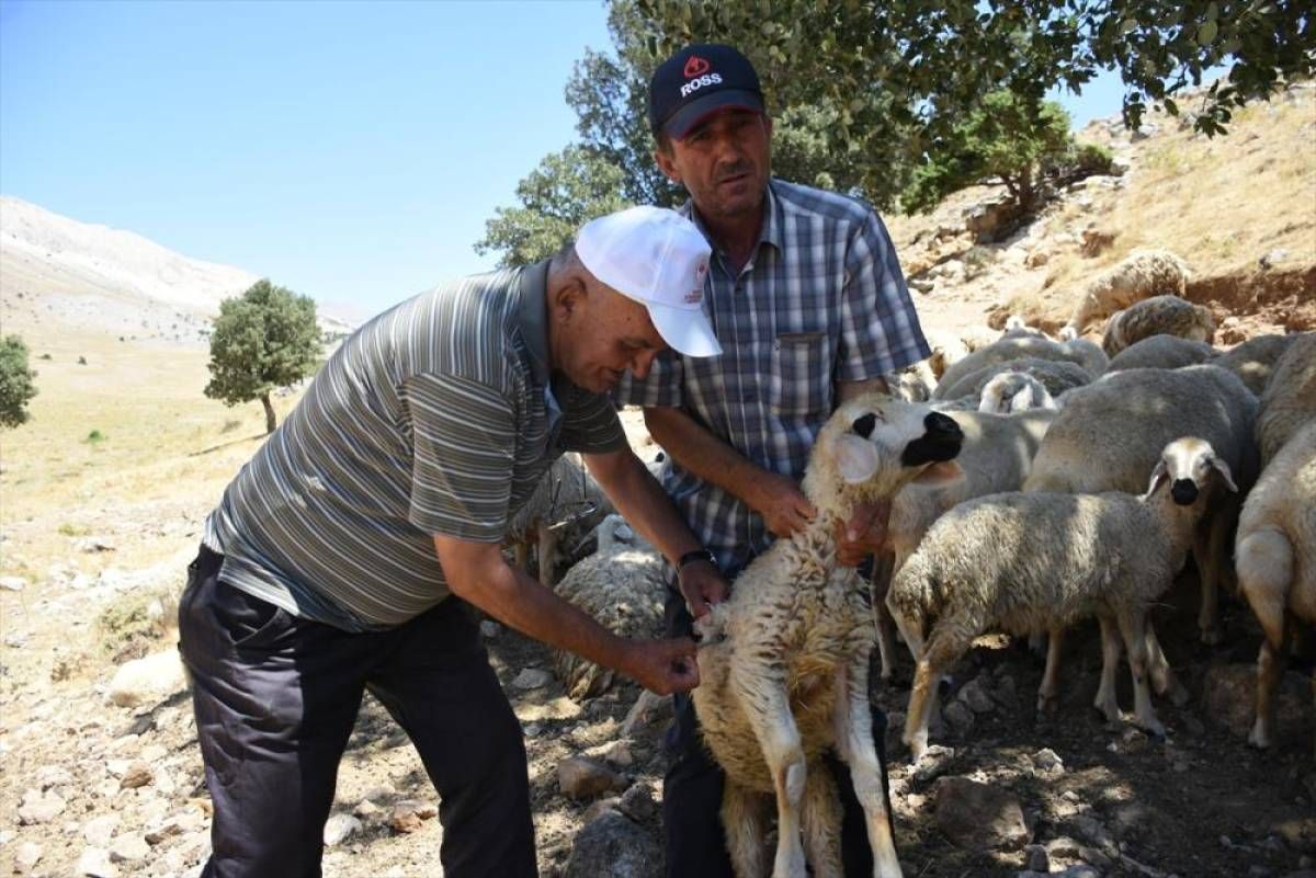 Depremden etkilenen Malatya'da devlet desteğiyle hayvancılık gelişiyor