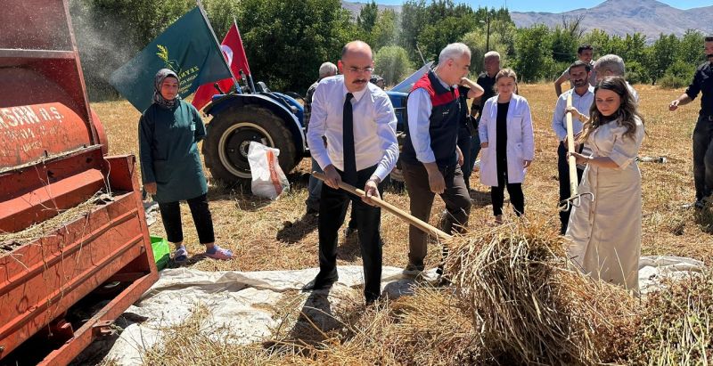 Doğanşehir'de karabuğday hasat edildi