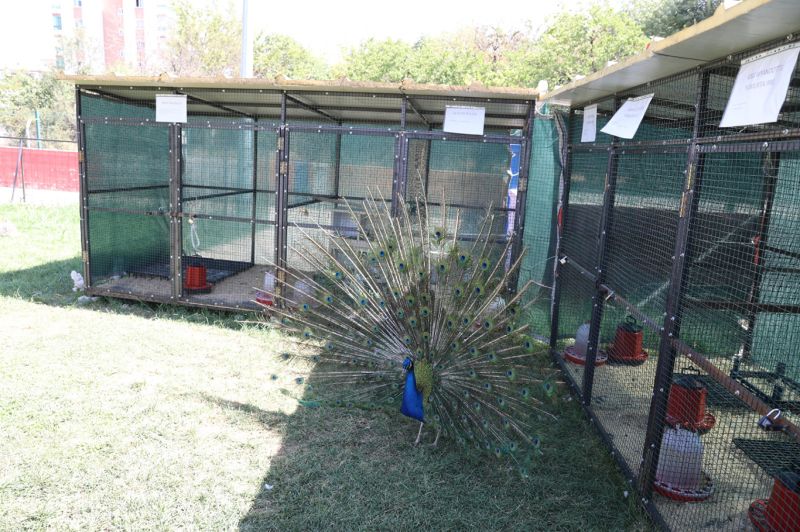 Battalgazi Engelsiz Yaşam Merkezi'nde hayvanlarla rehabilitasyon başladı
