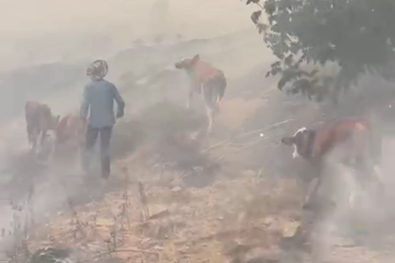Malatya'da orman yangını: Bölgedeki hayvanlar tahliye edildi