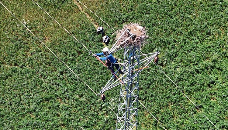 Fırat EDAŞ ile Hem Kesintisiz Enerji Hem de Leylekler Güvende