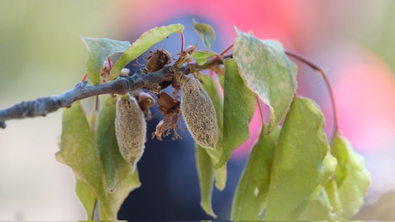 Malatya’da çiftçiye dönüm başına 5 bin 500 TL destek ödemesi