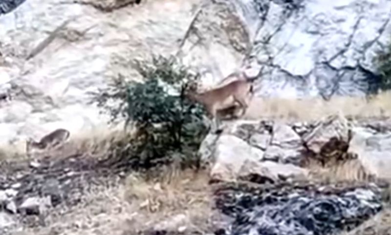 Darende’de yabani keçiler kameraya yansıdı