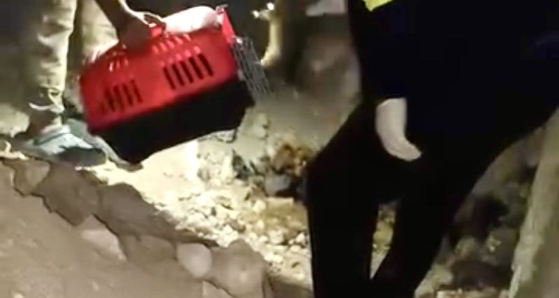 Mağarada anne köpek ölü bulundu, yavruları barınağa alındı