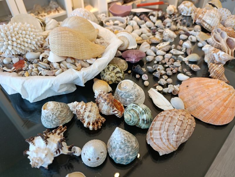 Hobisi Tutkuya Dönüştü, Milyonlarca Deniz Kabuğu Biriktirdi