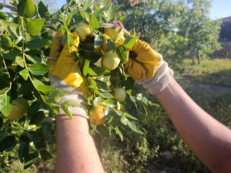Tek Ağaçla Başladı, 8 Dönümde Hünnap Üreticisi Oldu