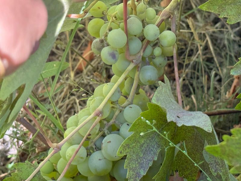 Darende'de 3 bin Dönüm Üzüm Bağı Yok Oldu