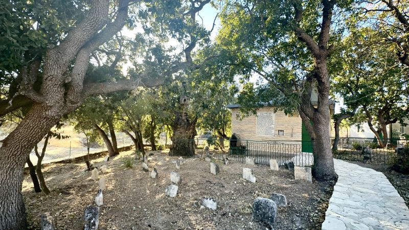 Onar Köyü’nde 700 Yıllık Sakız Ağacı İlgi Görüyor