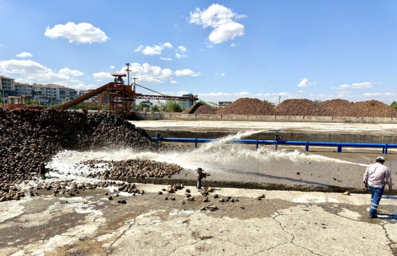 Türkiye Şeker Fabrikaları, 2025-2026 Üretim Yılı Pancar Alım Fiyatını Açıkladı