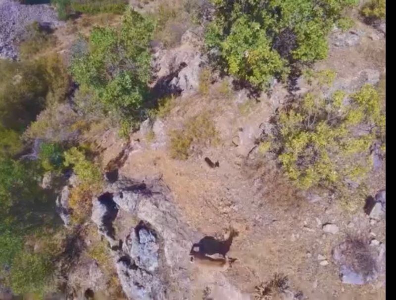 Doğanşehir Dağlarında Yaban Keçileri Dron İle Görüntülendi