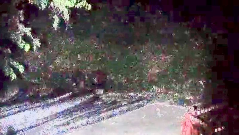 Aç Kalan Domuzlar Mahalleye dadandı