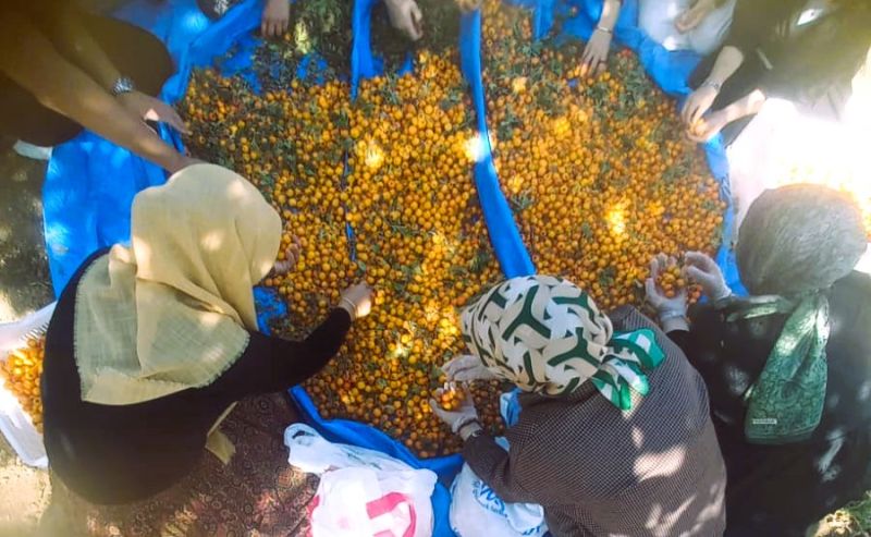 Hekimhan’da Alıç Sezonu Başladı: Şifa Deposu Meyve Hasada Çıktı