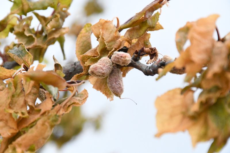 Malatya’da Kayısı Üreticilerine 7,1 Milyar TL Zirai Don Ödemesi Yapılacak