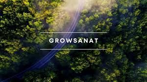 Bitki Yetiştirme Alanında Kusursuz Koku Yönetiminin Sırrı Nedir?