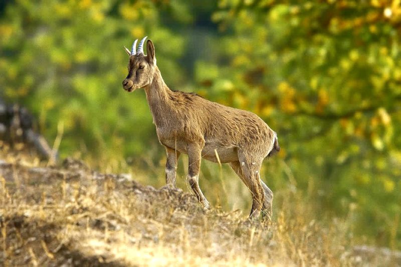 Hekimhan Dağlarında Güzelliğiyle Büyüleyen Yaban Keçisi Objektife Takıldı
