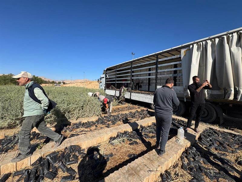 Tuz Çalısı Fidanları Malatya Meralarında Yeni Bir Dönemi Başlatıyor