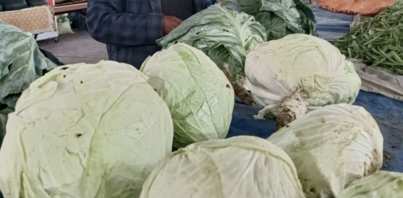 Gastromasa’da Göyyar Lahanası Rüzgarı Esti