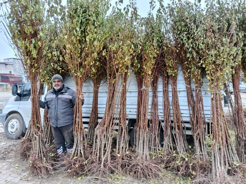 Dona Rağmen Kayısı Üretiminde Kararlılık Devam Ediyor