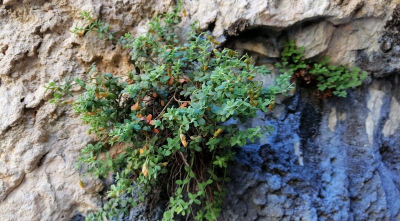 Malatya’nın Gizli Hazinesi: Şifa Saçan Bitki