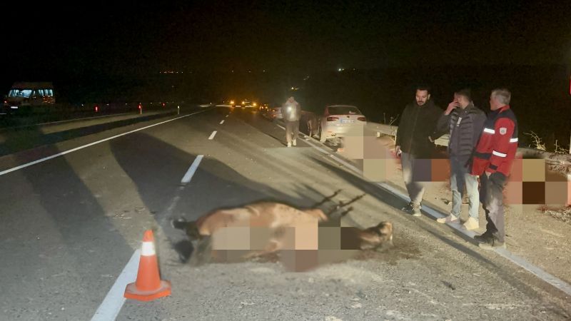 Sultan Suyu’nda Kaçan Taylar Olayında Bilançо Netleşti