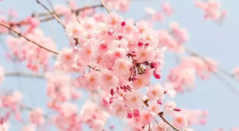 İlk Cemre Havaya Düştü, Baharın İşaretleri Görülmeye Başlandı