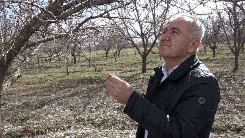 Malatya’da Kayısıda Rekolte Beklentisi 60-70 Bin Ton