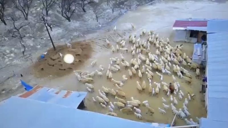 Darende’de Kuzu Doğumları Sürüyor