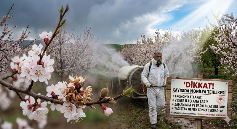 Malatya Tarım İl Müdürlüğü'nden Kayısı Üreticilerine Hayati Uyarı: Monilya Kapıda!