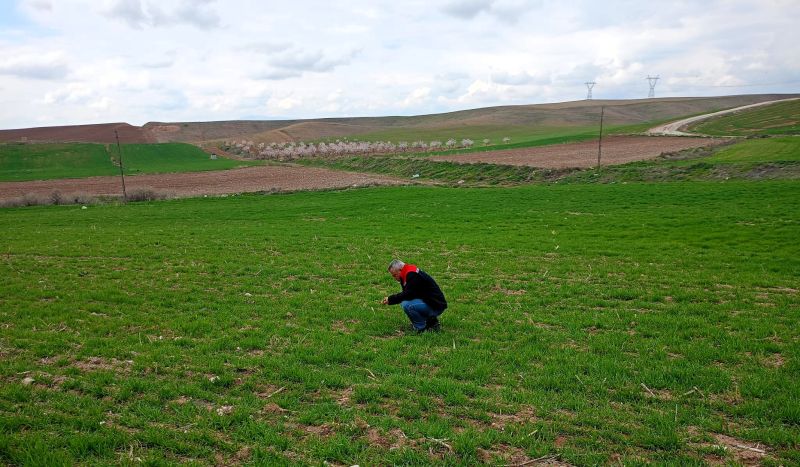 Yazıhan’da Buğday Entegre Mücadele Çalışmaları Kapsamında Arazi Kontrolü ve Eğitim Yapıldı