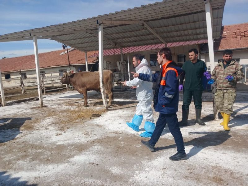 Akçadağ’da TİGEM Sultansuyu İşletmesi’nde Şap Hastalığı Alarmı