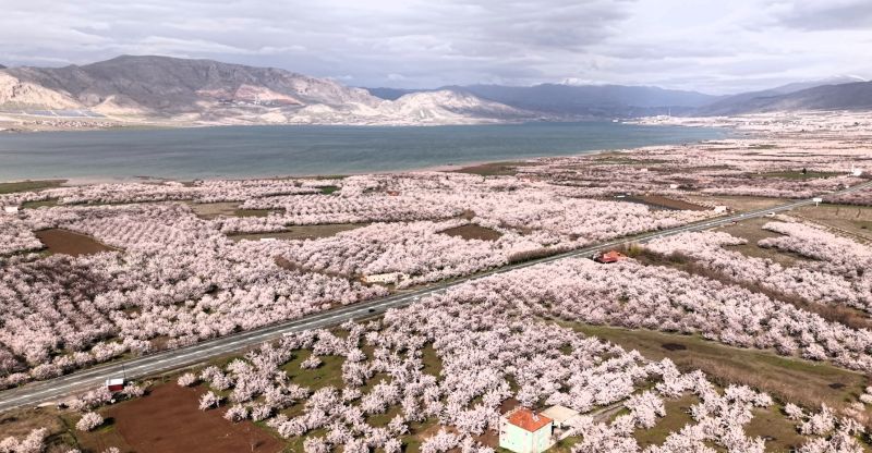 Kayısıda Don Değil Yağış Riski: Çiçek Döneminde Kritik Uyarılar