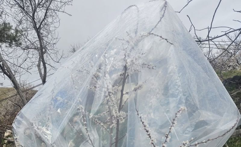 Kayısıda Don Tehlikesine Karşı Farklı Çözümler