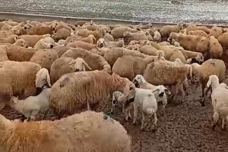 Kış Mevsiminin Çetin Geçmesi Hayvan Üreticilerini Zorluyor