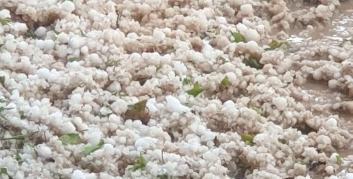 Yıldız: “Kayısı Üreticisinin Yanındayız, Yaralar Sarılmalı”