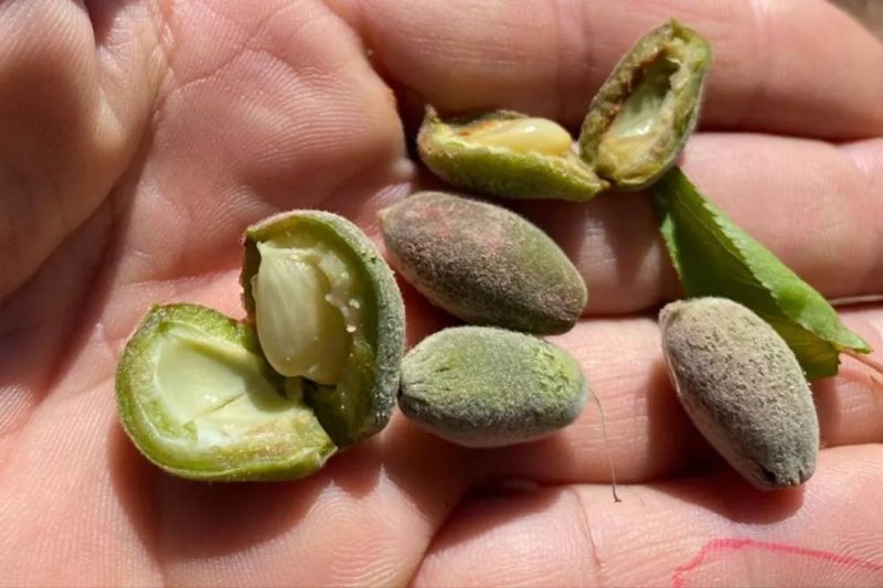 Kılıç “Komisyon Oyalamasıyla Uğraştırmadan Üreticimizin İmdadına Yetişin”