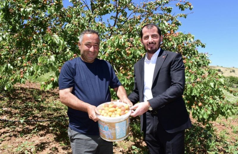 Pütürge’de İlk Kayısı Hasadı Yapıldı