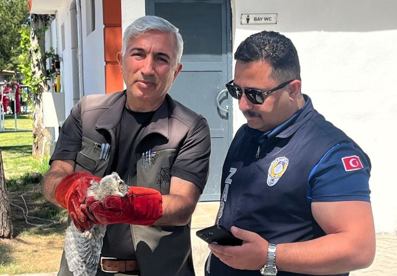 Battalgazi Zabıtası Bulduğu Yavru Baykuşu Koruma Altına Aldı