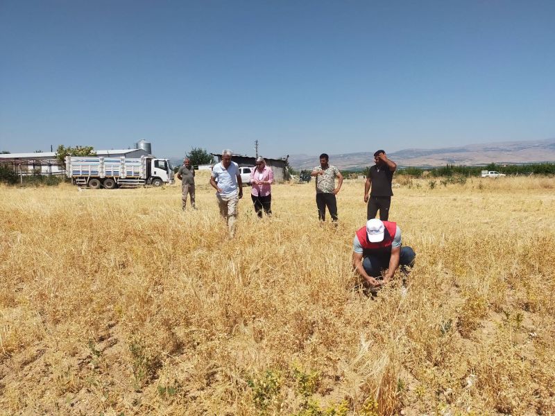 Yeşilyurt'ta TAKE Projesi Kapsamında Nohut Hasadı Yapıldı