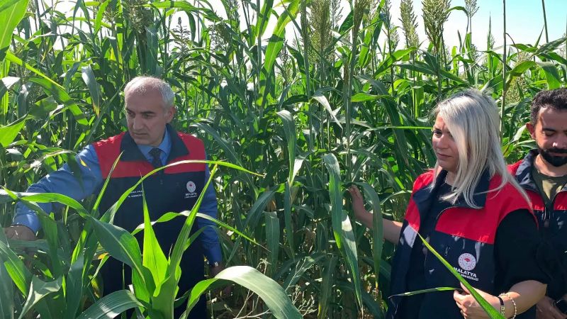 Malatya'da Alternatif Yem Bitkisi Projesi Üreticilere Örnek Oluyor
