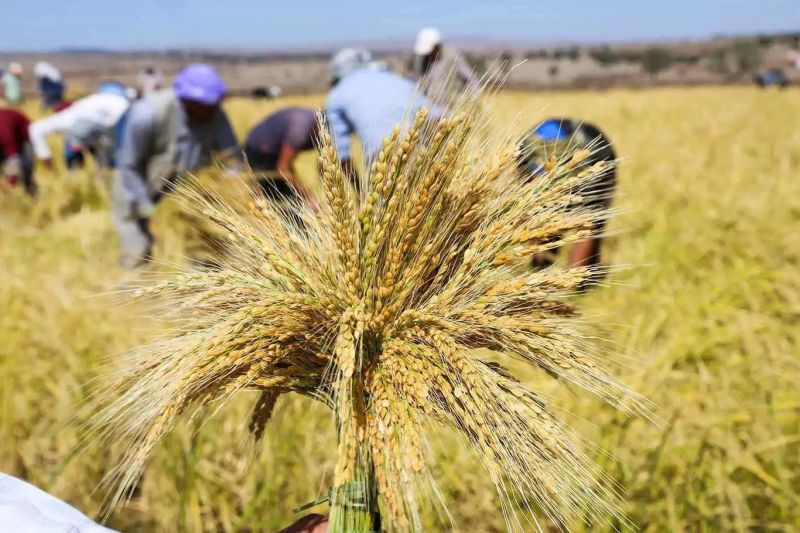 Çeltik Alım Fiyatları Belli Oldu: Alımlar 15 Ekim’de Başlıyor
