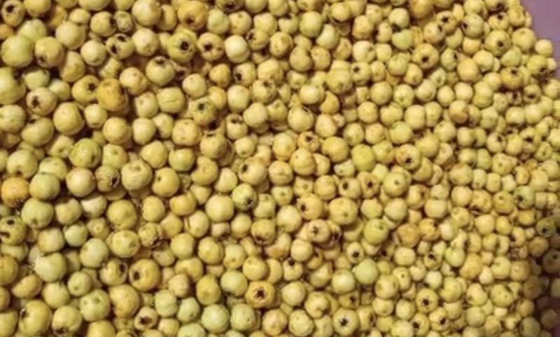 Darende’de Alıçlar Kışlık Marmelata Dönüşüyor