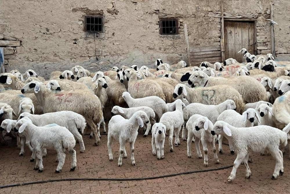 Kuzu ve oğlak desteği ikinci başvuru dönemi başladı