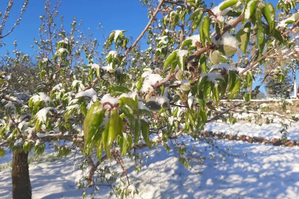 Malatyalılar: Kar yağışı kayısı için felaket oldu