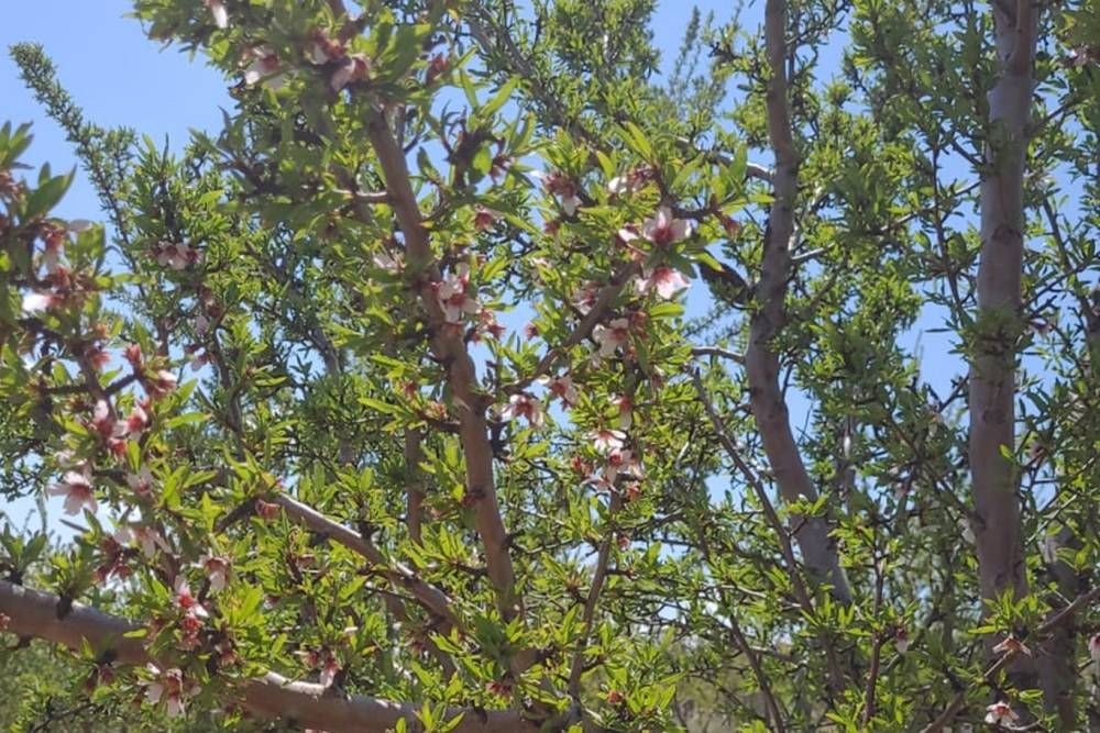 Donun vurduğu Malatya’da badem ağaçları çiçek açtı