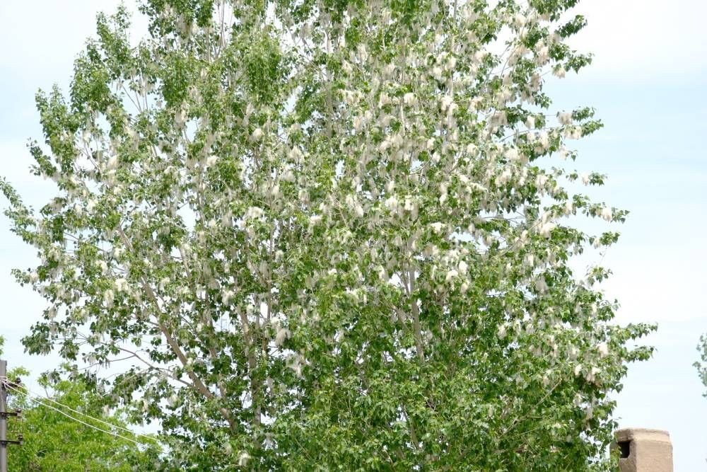  Uzman doktordan polen alerjisine karşı uyarı!