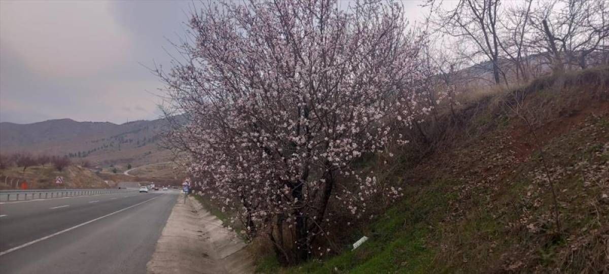 Malatya'da badem ağaçları çiçek açtı