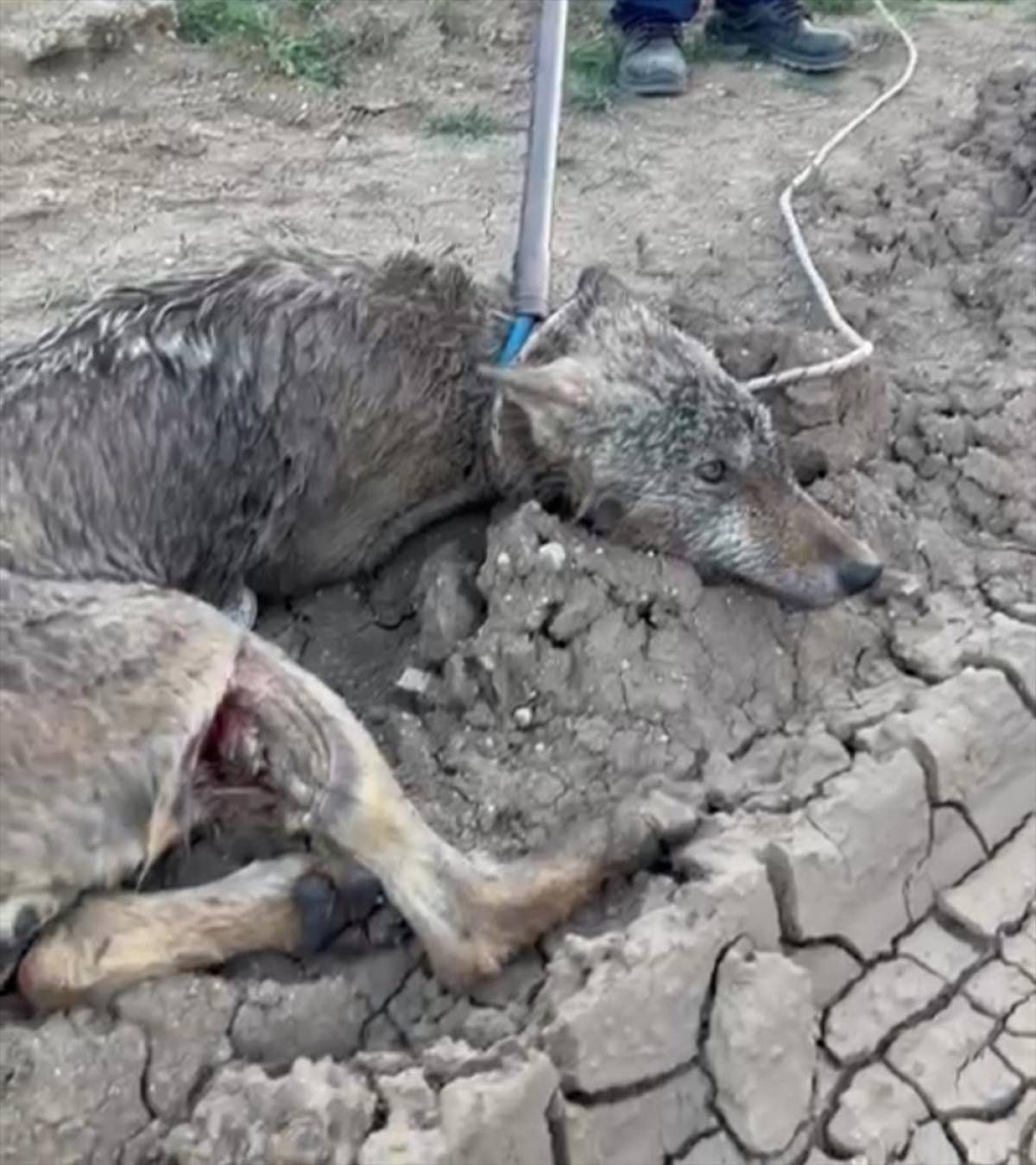 Malatya'da sulama kanalında mahsur kalan yaralı kurt kurtarıldı
